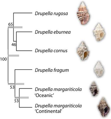 The outbreak of Drupella snails and its catastrophic effects on coral reefs: a comprehensive review